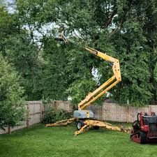 How Our Tree Care Process Works  in  Pinetops, NC